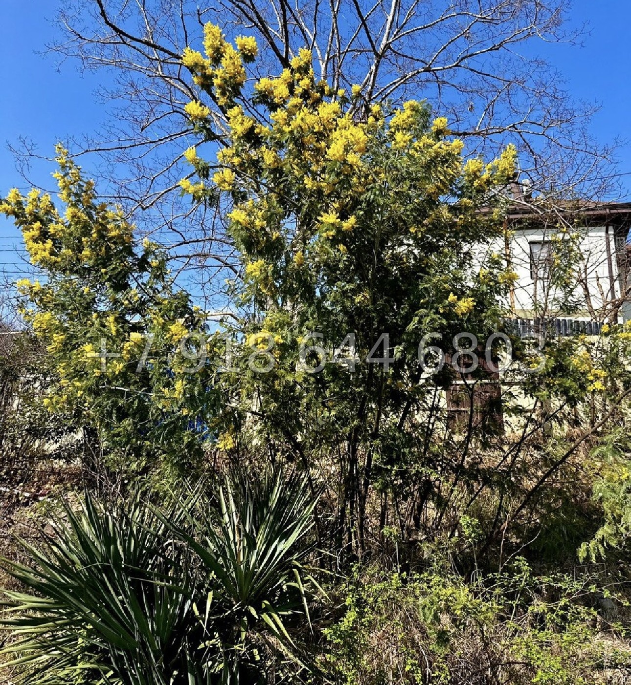 № 11у. Земля с домом в Сочи  - миниатюра 8