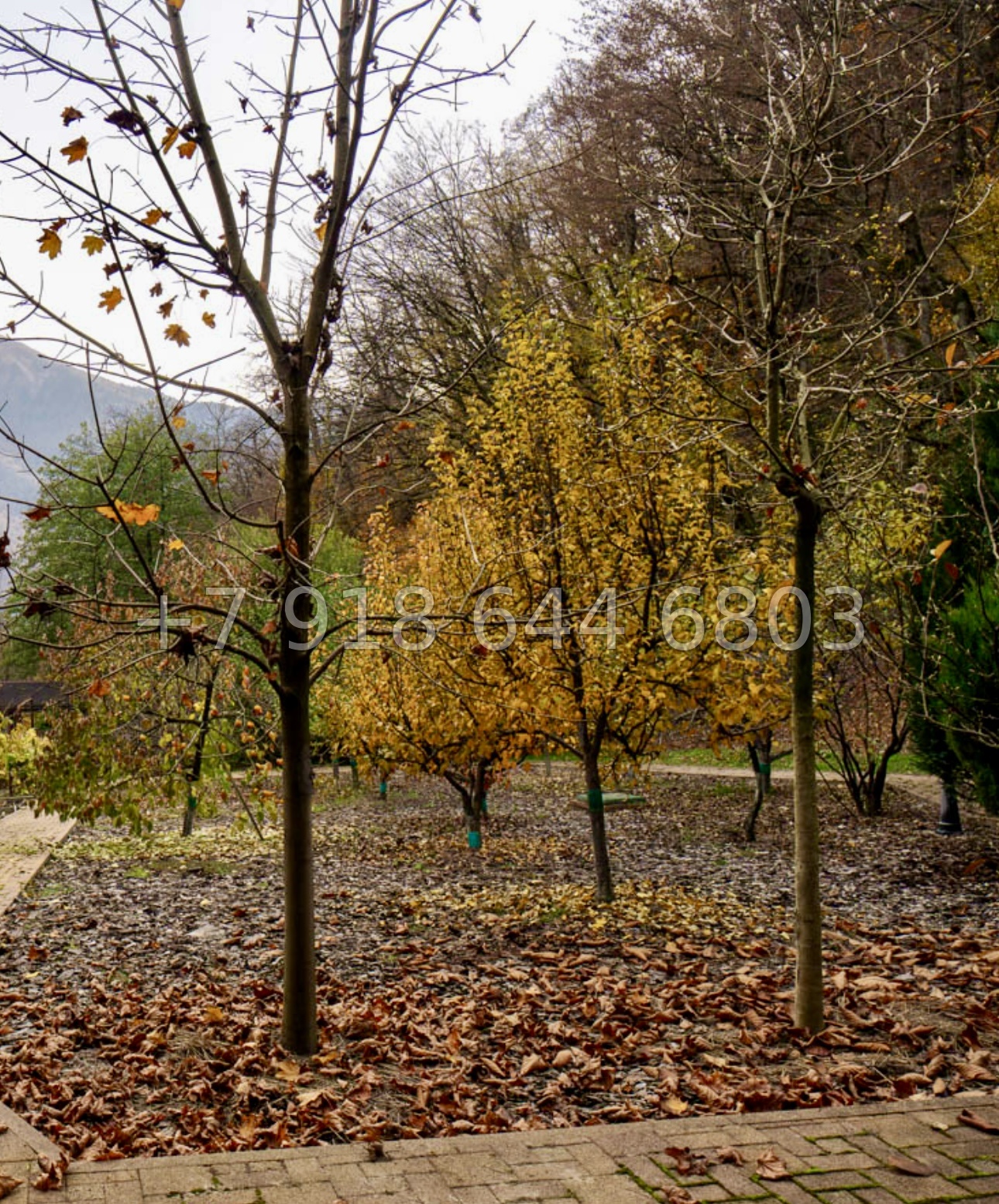 № 8 Д. Дом на Красной Поляне с бассейном  - миниатюра 8