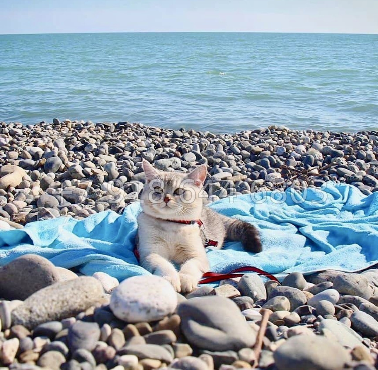 № 506 р. ЖК Каравелла Португалии Сочи Дагомыс  - миниатюра 3