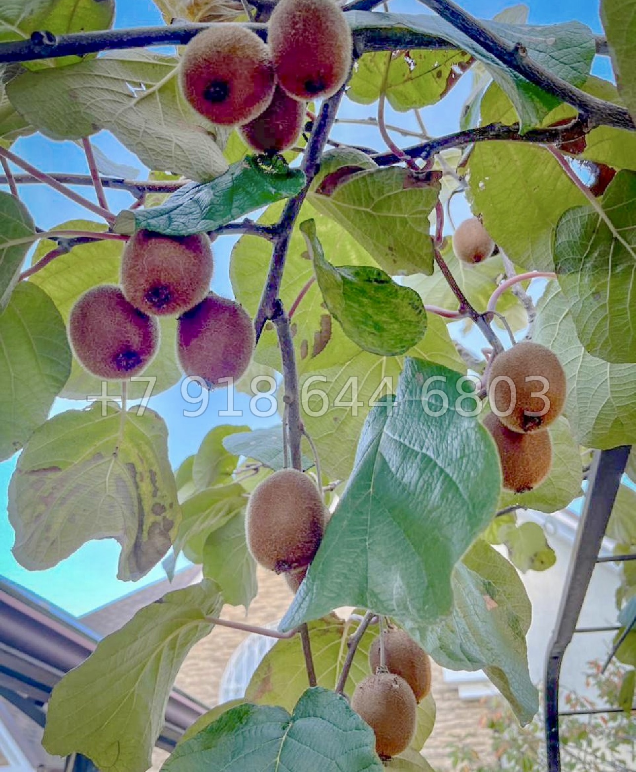 № 32в. Дом в стиле Прованс в городе Сочи  - миниатюра 21