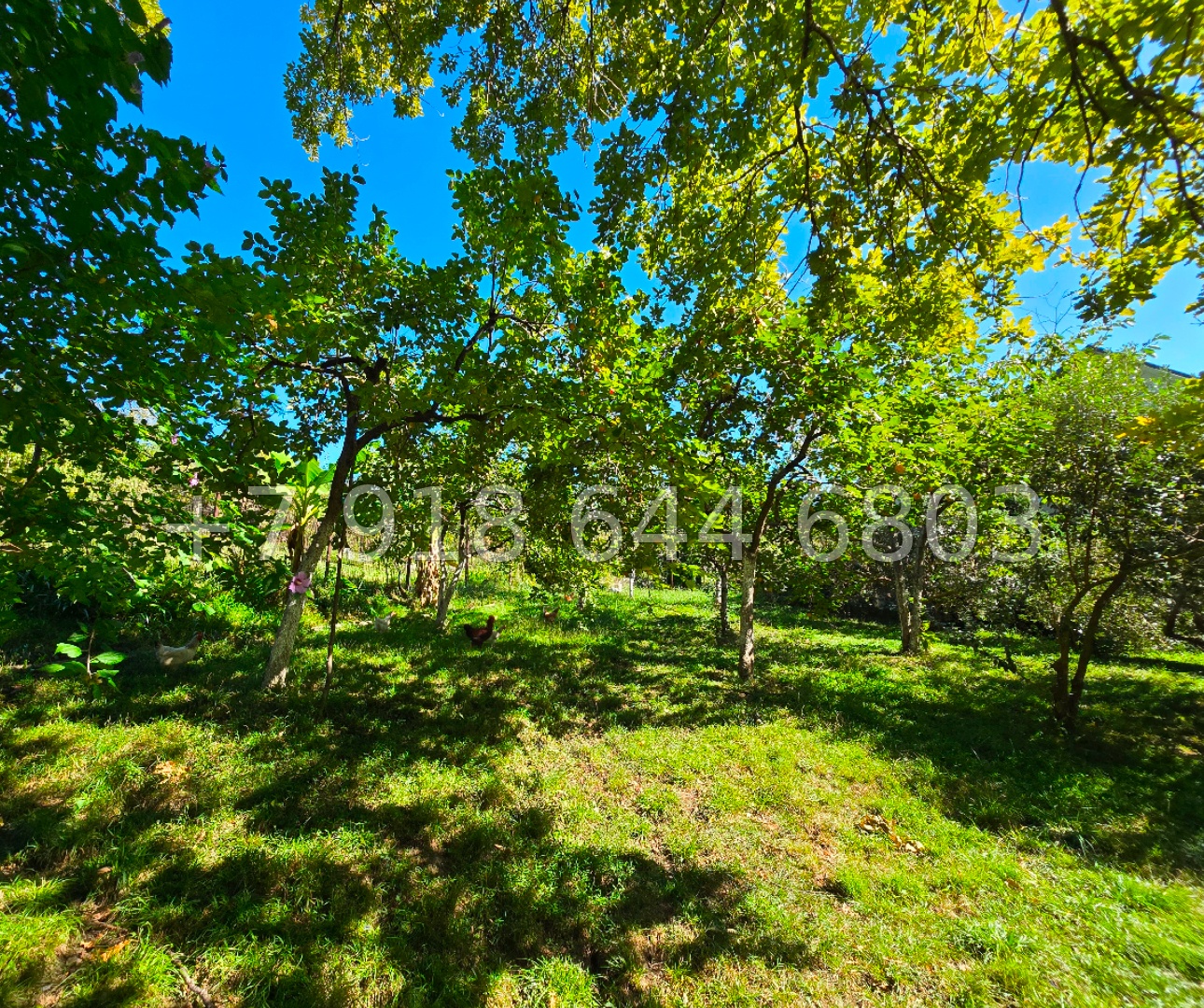 № 213 Б. Дом в Адлере с ремонтом  - миниатюра 2