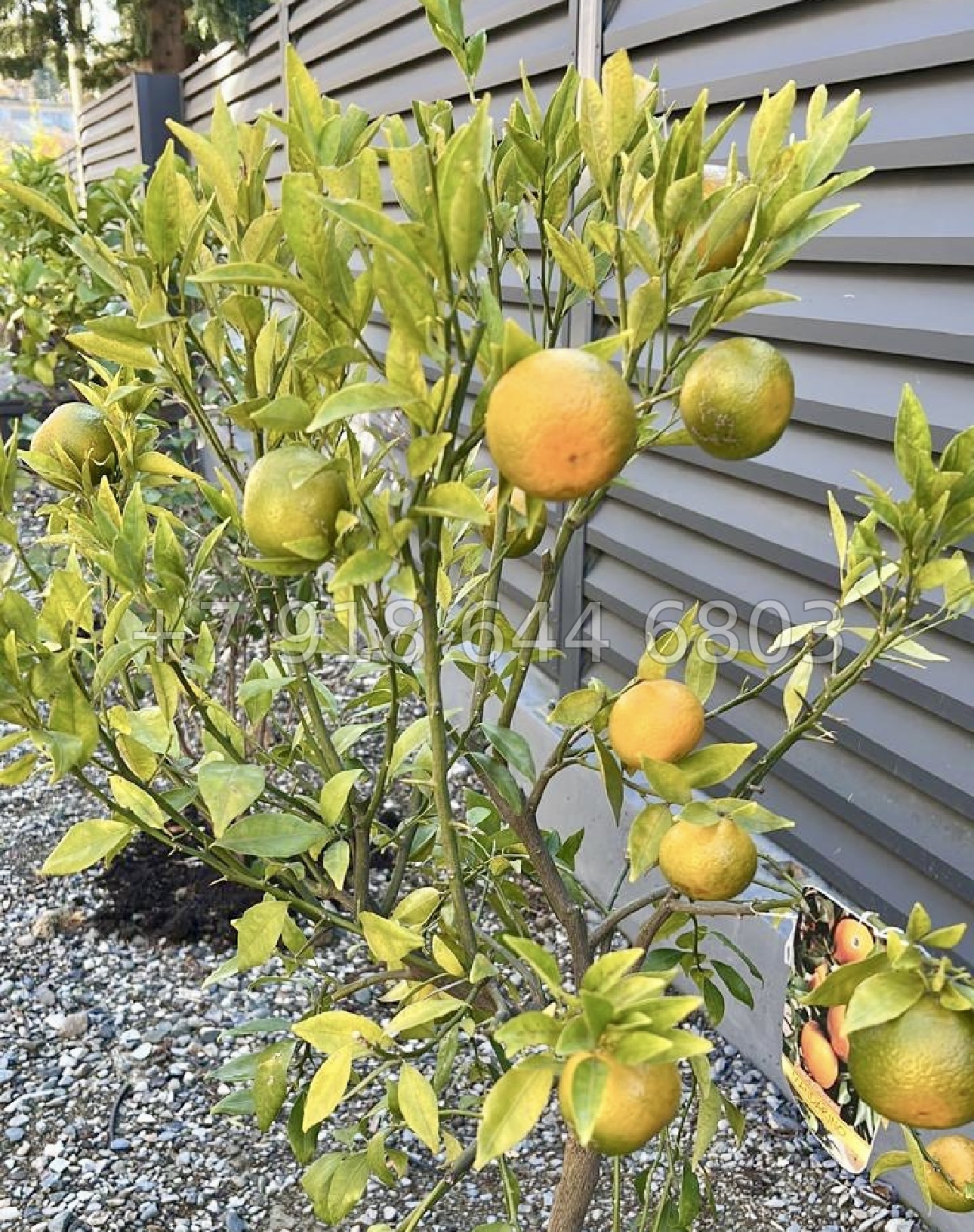 № 58 м. Дом на Звездной в Сочи  - миниатюра 17