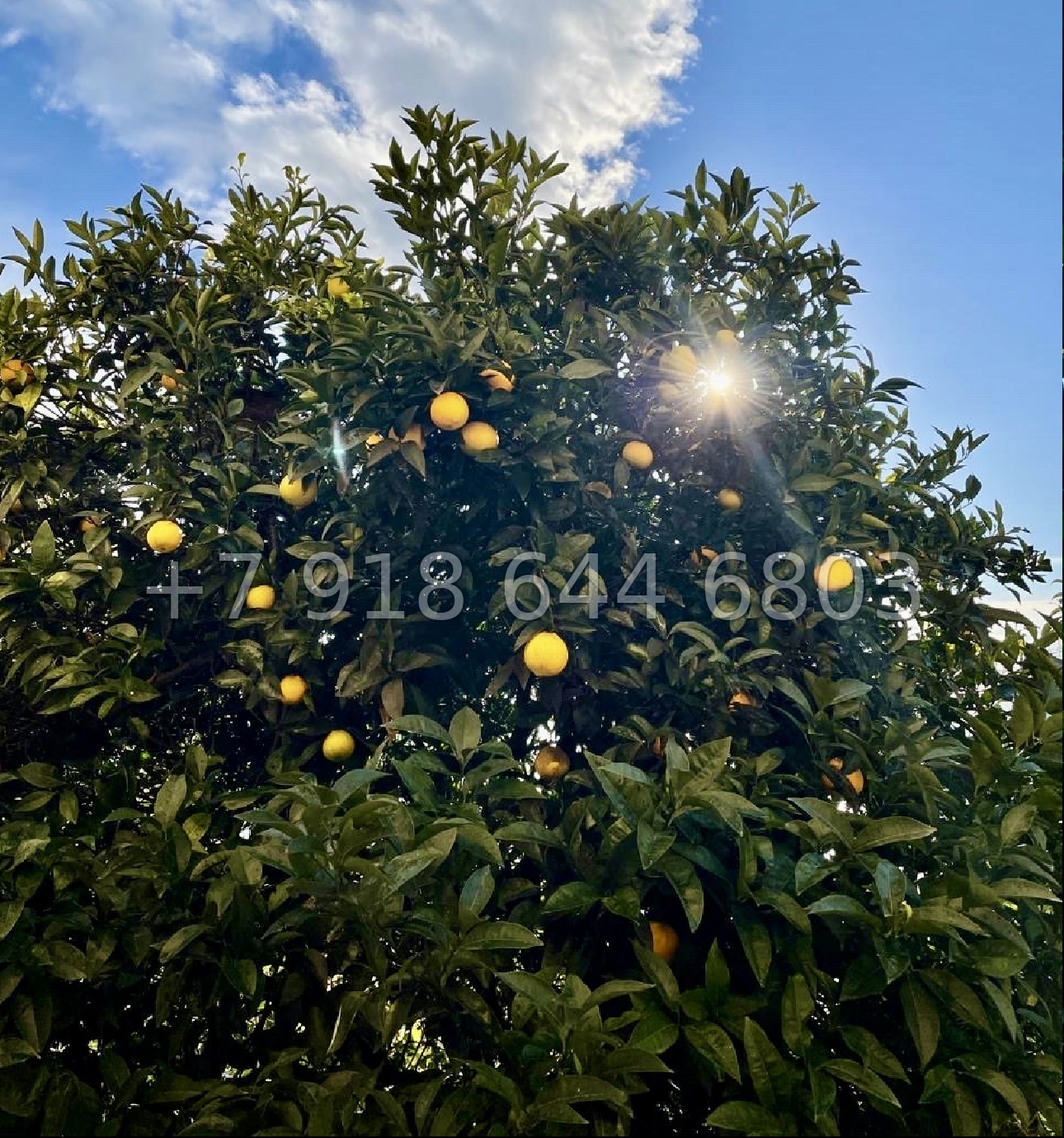 № 142 Б. Дом с видом на море в Сочи  - миниатюра 5