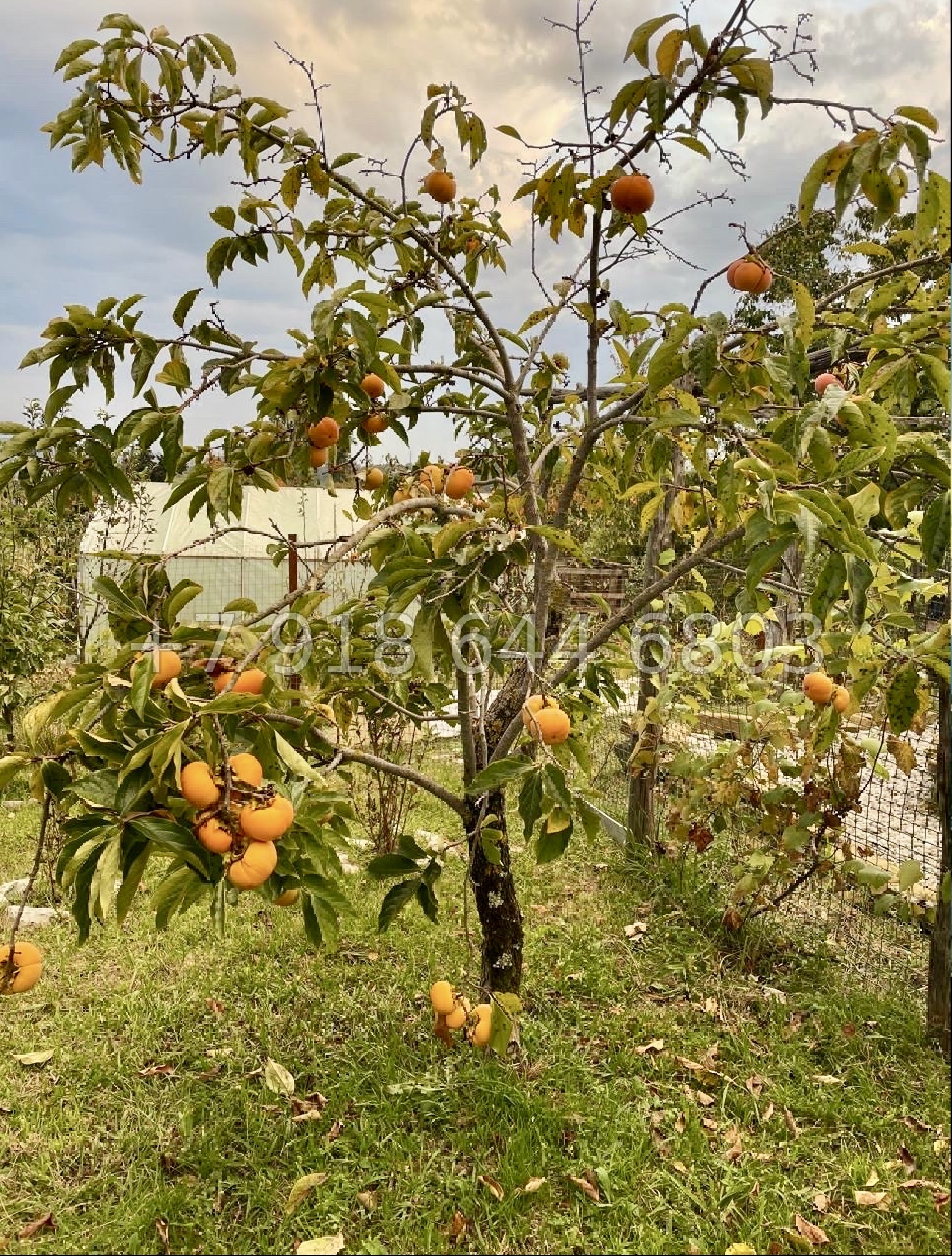 № 96 А. Дом с ремонтом в Адлере  - миниатюра 9