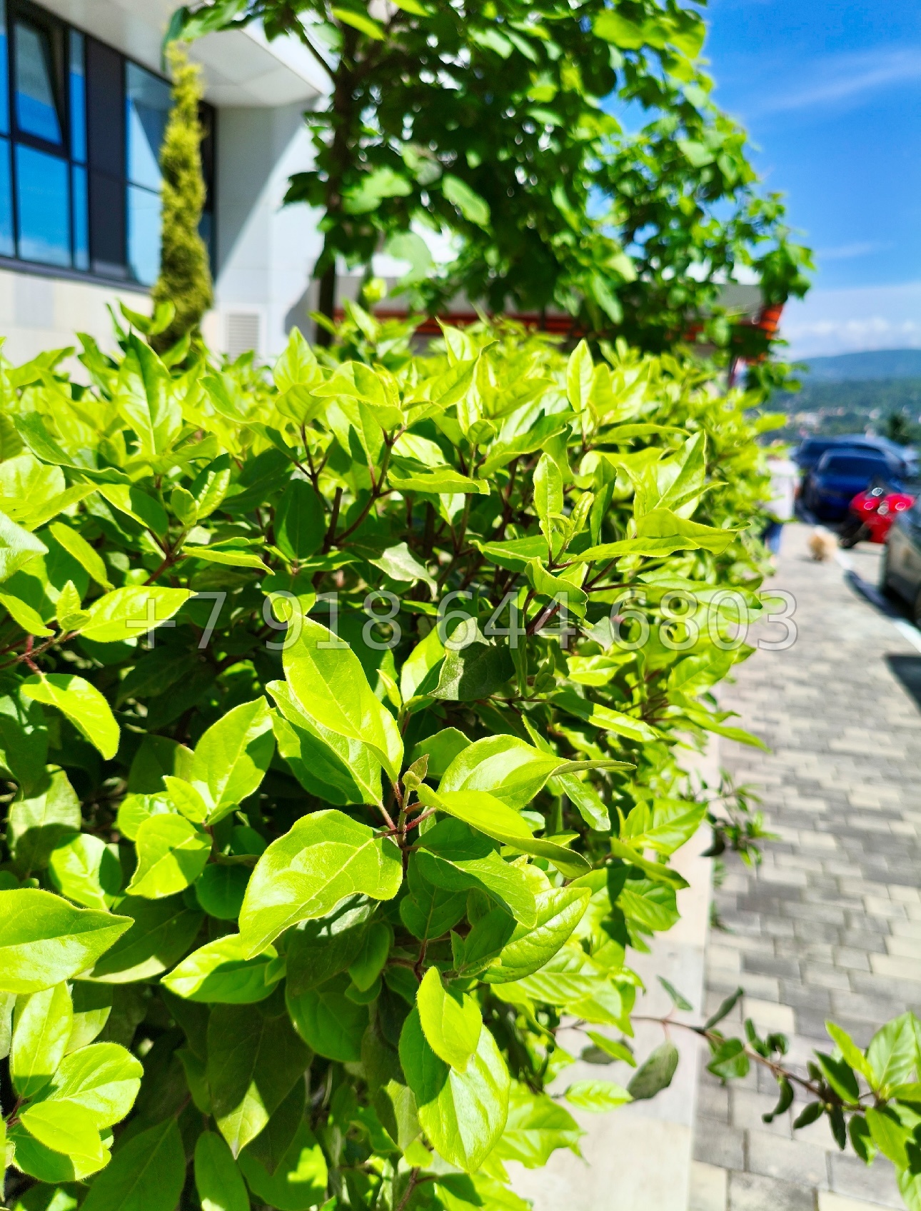 № 17 п. Квартира в ЖК Сочи Парк  - миниатюра 22