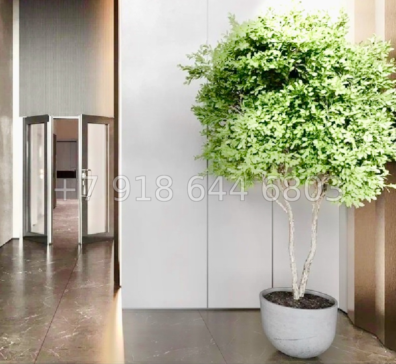 № 46 ю. АК Сады Киммерии Саки - миниатюра 25