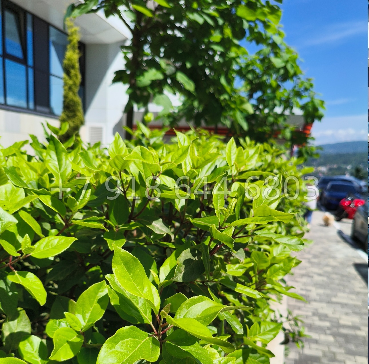 № 181 п. Самая низкая цена на эту площадь  - миниатюра 20